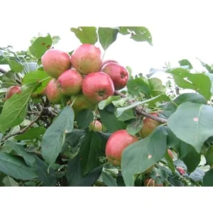 Pink Apple Tree – 2-3 Feet – Red Pink Apples – Bare Root – Hardy and Fast Growing