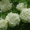 Old Fashion Snowball Viburnum Shrub - 4 inch Pot - Flowering Highbush Cranberry