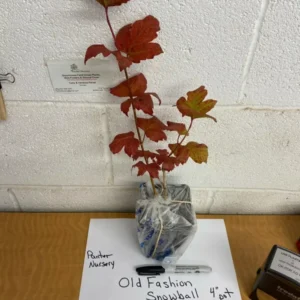 Old Fashion Snowball Viburnum Shrub - 4 inch Pot - Flowering Highbush Cranberry