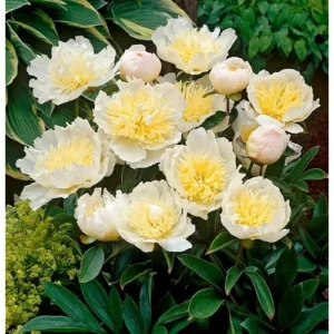 Creamy Yellow Peony Bulb - Double Peonies Roots - 1 Root 2-3 Eyes