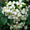 Live Orange Jasmine Plant - 6 Inch Pot - Fragrant White Blooms - Murraya Paniculata