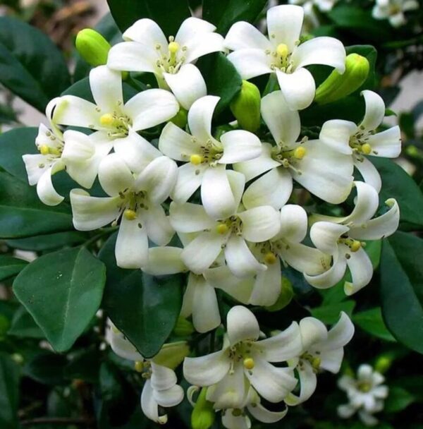 Live Orange Jasmine Plant - 6 Inch Pot - Fragrant White Blooms - Murraya Paniculata