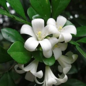 Orange Jasmine Plant - Sweet Jessamine Shrub - 10-16 Inch - Gallon Pot