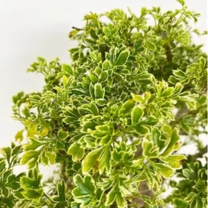 2 Variegated Ming Aralia Plants | Green Yellow Aralia Dwarf Tree | 2 Inch Pot