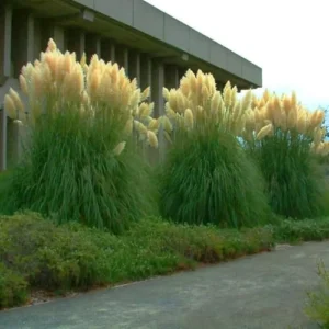 Live Pampas Grass Plant - White Ornamental Grass - 9-12 Inch