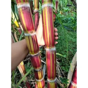 2 Red Sugar Cane Plants 8-10 Inch Striped Unroots Sugarcane