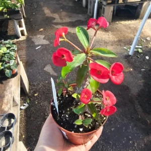 Euphorbia milii Floral Red - Pink Crown of Thorns - 2in Pot