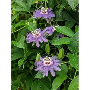 Incarnata Passion Flower Plant - Passion Fruit Plant 4 to 6 Inch Tall Bare Root Vine