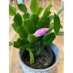 Christmas Cactus Plant - Live Zygocactus - 3 Inch Pot (Purple) - Indoor & Outdoor