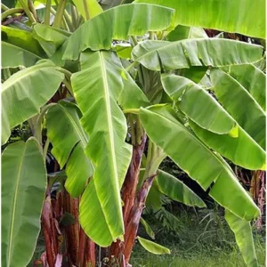 Live Basjoo Banana Plant - Cold Hardy, 2-3 Feet Tall, Fast-Growing