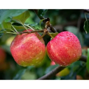 2 Honeycrisp Apple Trees - 2-3 Ft Tall - Sweet Red Apples - Bare Roots