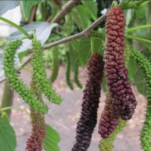 Pakistan Mulberry Plant - Live Black Mulberry Sweet Variety - 10-12 Inch Bare Roots