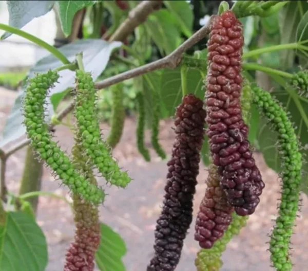 Pakistan Mulberry Plant - Live Black Mulberry Sweet Variety - 10-12 Inch Bare Roots