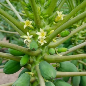 Papaya Live Plant - Yellow Papayas Tree - Carica Papaya - 6-10 Inch - 4 Inch Pot - Well Rooted Plant