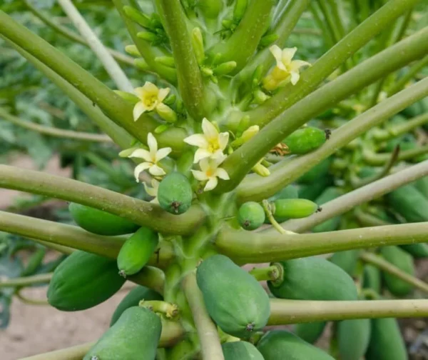 Papaya Live Plant - Yellow Papayas Tree - Carica Papaya - 6-10 Inch - 4 Inch Pot - Well Rooted Plant