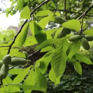 Paw Paw Indian Banana Tree Qt Pot - Cold Hardy Fruit Tree