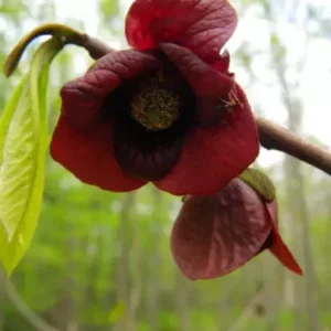 Paw Paw Indian Banana Tree Qt Pot - Cold Hardy Fruit Tree
