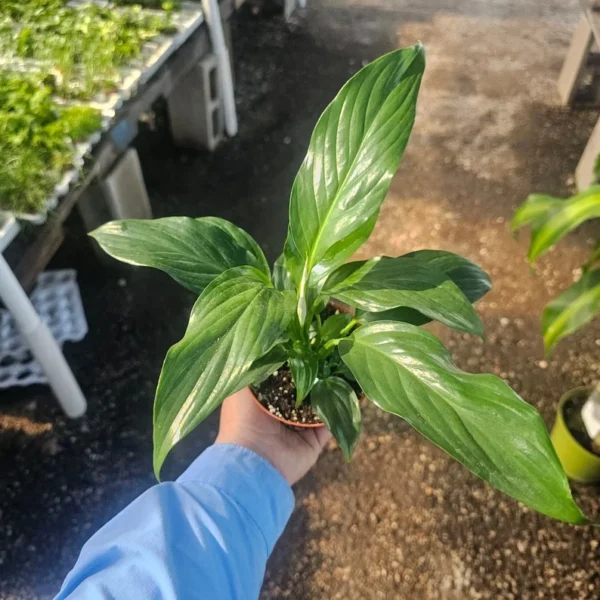 Peace Lily Spathiphyllum - Flowering Houseplant - 4in Pot - Air-Purifying