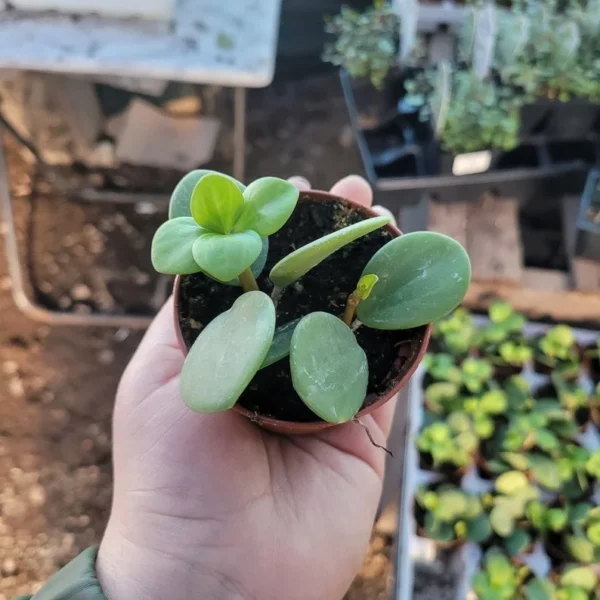 Peperomia Hope - 2in Pot - Easy Care Indoor Plant