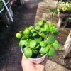 Peperomia Hope - 2in Pot - Easy Care Indoor Plant