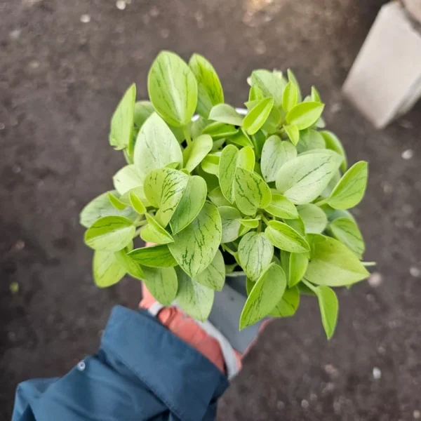 Peperomia Pixie - Peperomia Orba - Compact Indoor Plant - 2in Pot