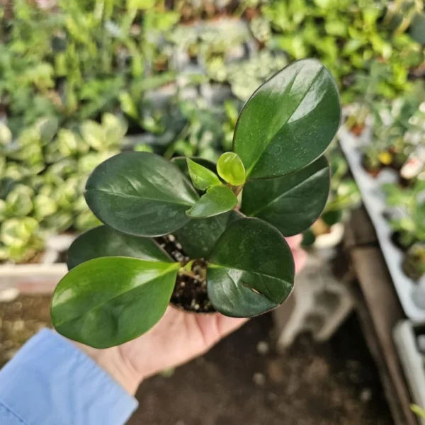 Peperomia clusiifolia Red Margin - Radiator Plant - 2in Pot - Rare Indoor Plant