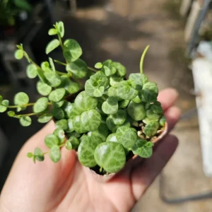 String of Turtles - Peperomia Prostrata - Live Succulent Hanging Plant - 3in Pot
