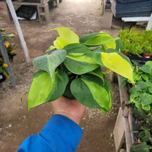 Philodendron Cordatum Brasil in 4 Inch Pot - Chartruse Variegated Foliage, Easy to Care Plant, Live Indoor Houseplant for Home