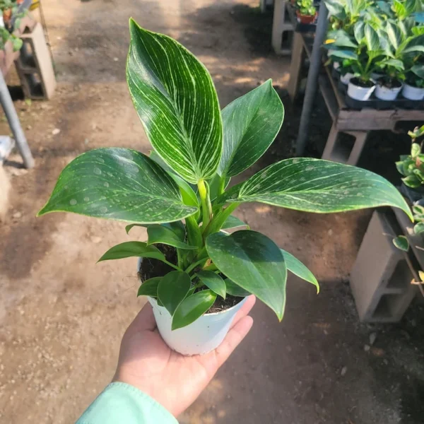 Philodendron Cordatum Brasil in 4 Inch Pot - Stunning Vining House Plant - Easy Care