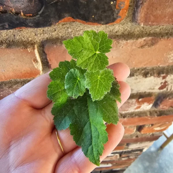 Piggyback Plant 3 Cuttings - Unrooted Live Clippings for Easy Propagation