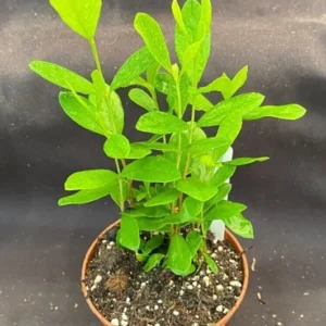 Pineapple Guava Feijoa sellowiana - 3+ Rooted Seedlings in 3" Pot