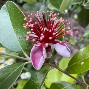 Pineapple Guava Plant - 8-14 Inches - Edible Fruit Tree - Feijoa Sellowiana