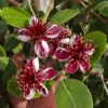 Pineapple Guava Tree Feijoa Sellowiana Tropical Guava Fruit Tree Plant - 5-9 Inch Starter Plant