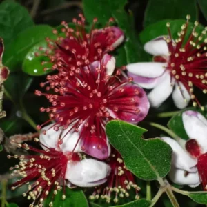 Pineapple Guava Tree Feijoa Sellowiana Tropical Guava Fruit Tree Plant - 5-9 Inch Starter Plant