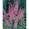 Pink Butterfly Bush Live Plant 4-6" Tall Buddleja Flowers