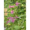 Pink Creeping Gloxinia Vine - Lophospermum, 5-9 Inches, Climbing Flowering Plant