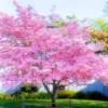 Pink Dogwood Tree - 10-16 inch Flowering Tree in Quart Pot