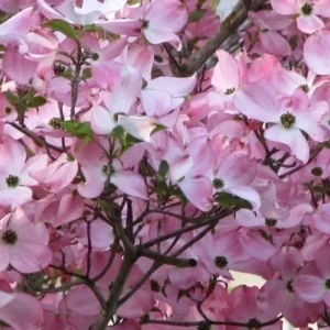 Pink Dogwood Tree - 10-16 inch Flowering Tree in Quart Pot