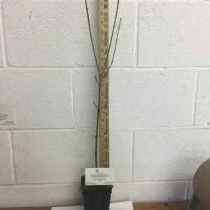 Pink Dogwood Tree - 10-16 inch Flowering Tree in Quart Pot