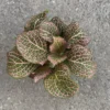 Pink Fittonia Plants - 2 Live Potted Pink Angel Nerve Plants 3-5 inch Height