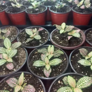 Pink Fittonia Plants - 2 Live Potted Pink Angel Nerve Plants 3-5 inch Height