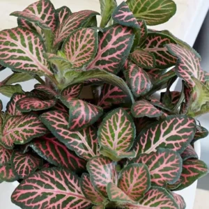 Pink Fittonia Plants - 2 Live Potted Pink Angel Nerve Plants 3-5 inch Height