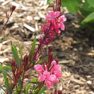 Pink Guara 1 Gallon Live Plant – Beautiful Pink Flowers, Easy Care, Waterwise Perennial