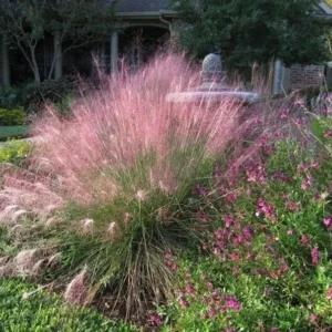 Pink Gulf Muhly Grass 1 Gallon Live Plant – Vibrant Pink Flowers, Deer-Resistant