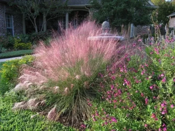 Pink Gulf Muhly Grass 1 Gallon Live Plant – Vibrant Pink Flowers, Deer-Resistant