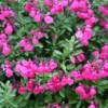 Pink Salvia Greggi Plant 1 Gal – Stunning Pink Flowers, Drought & Heat Tolerant