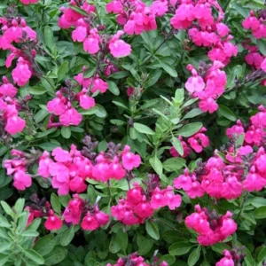 Pink Salvia Greggi Plant 1 Gal – Stunning Pink Flowers, Drought & Heat Tolerant