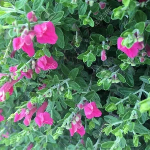 Pink Skullcap Scutellaria suffrutescens Live 1 Gallon Plant – Pink Flowers, Heat & Drought Tolerant