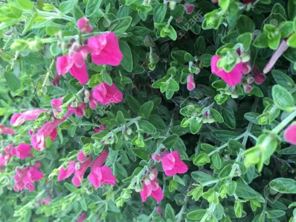 Pink Skullcap Scutellaria suffrutescens Live 1 Gallon Plant – Pink Flowers, Heat & Drought Tolerant