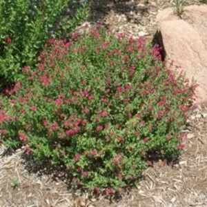 Pink Skullcap Scutellaria suffrutescens Live 1 Gallon Plant – Pink Flowers, Heat & Drought Tolerant